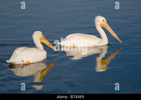 Group of White Pelicans Pelecannus erythrorhynchos floating in calm water in southwestern Florida Stock Photo