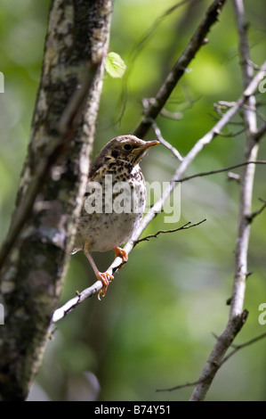 Juvenile song thrush (Turdus philomelos) in spring tree Stock Photo