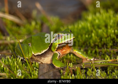Common Tree Frog, Hyla arborea on a moss Stock Photo