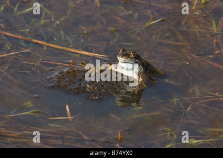 Common Frog, Rana temporaria adult with eggs