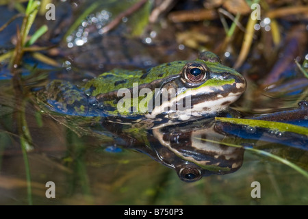 Edible Frog, Rana esculenta adult Stock Photo