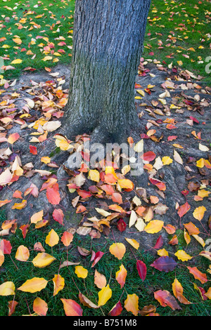 Autumn leaves in bright yellow orange and red colors laying on the ground around a tree trunk with roots growing around the tree Stock Photo
