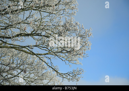 Frost covered Sycamore tree against a blue sky Stock Photo