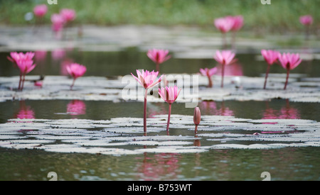 Water lilies flowers in a pond in India. Panoramic Stock Photo