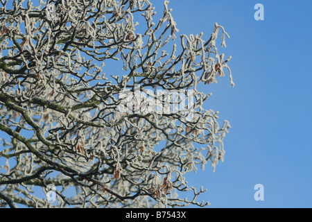Frost covered Sycamore tree against a blue sky Stock Photo