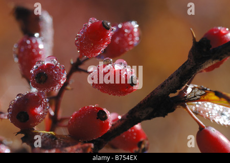 Crespino Berberis vulgaris arbusto shrub plant piante fruit frutto Gran Paradiso National Park Gran Paradiso Valle d'Aosta Italy Stock Photo