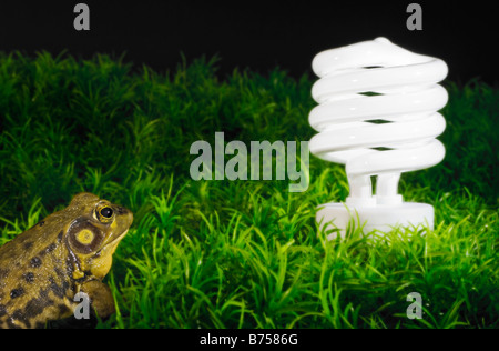 Energy-saving light bulb inspected by green frog, Halifax, Canada Stock Photo