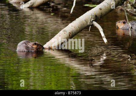 Beavers, Chaudiere-Appalaches region, Quebec, Canada Stock Photo