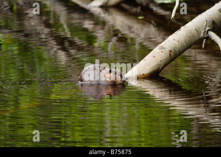 View of beaver, Chaudiere-Appalaches region., Quebec, Canada Stock Photo