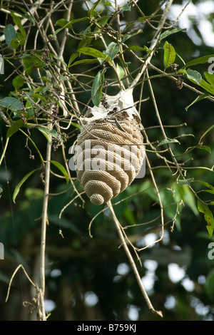 Large nest of bee or hornet or wasp hanging from tree. Amazonia Ecuador vertical 71032 Ecuador Stock Photo