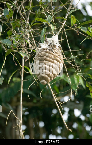 Large nest of bee or hornet or wasp hanging from tree. Amazonia Ecuador vertical 71031 Ecuador Stock Photo