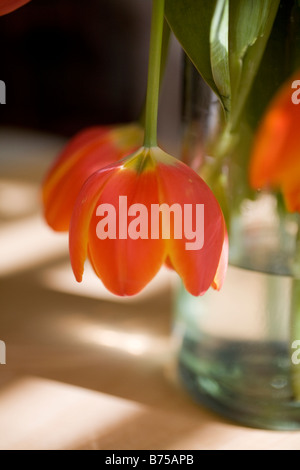 Tulip droops over side of glass vase Stock Photo