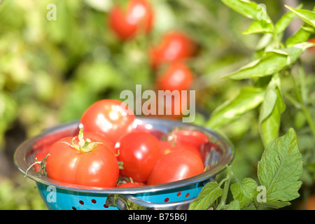 Fresh tomatoes in backyard garden, Winnipeg, Manitoba, Canada Stock Photo