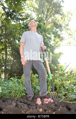 Senior man digging potatoes in garden looks upward, Winnipeg, Canada Stock Photo