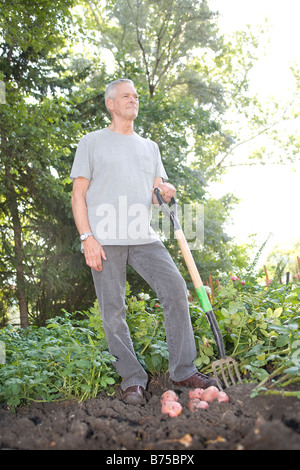 Senior man digging potatoes in garden, Winnipeg, Canada Stock Photo