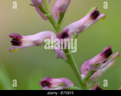 Common Fumitory, fumaria officinalis Stock Photo