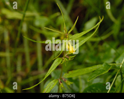 Small Cow-wheat, melampyrum sylvaticum Stock Photo