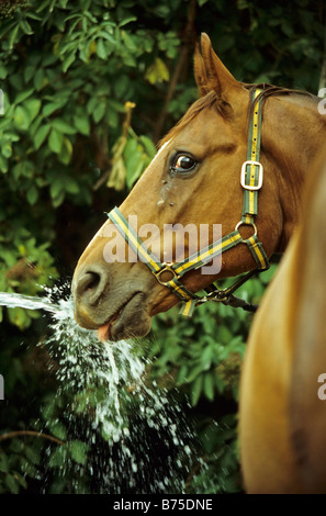 Horse is drinking water at water pipe Stock Photo