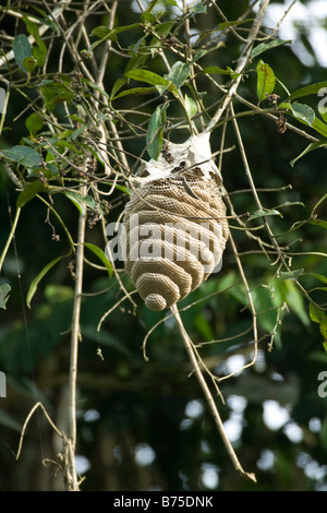 Large nest of bee or hornet or wasp hanging from tree. Amazonia Ecuador vertical 71033 Ecuador Stock Photo