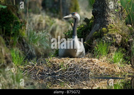 Eurasian common crane Grus grus Kranich Stock Photo
