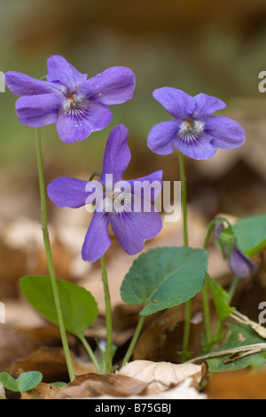 Wald Veilchen viola sylvestris waldveilchen spring Stock Photo