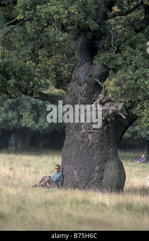 big oak oaktree roble chene Stock Photo