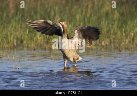 Graugans Grey Lag Goose Anser anser Stock Photo