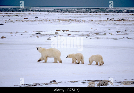ice bear polar bear family cubs Ursus maritimus Churchill Canada ice landscape polar scenery Stock Photo