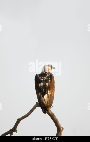 African Hawk-eagle, Mahenga Game Reserve, Namibia Stock Photo