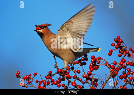 Bombycilla garrulus Bohemian Waxwing passerine bird Germany Baden Wuerttemberg Stock Photo