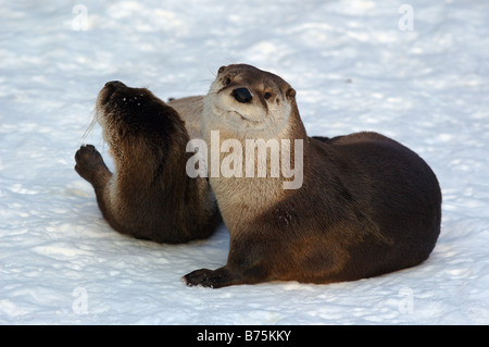 Lutra canadensis Canadian otter snow couple pair playing winter Baden Wuerttemberg germany