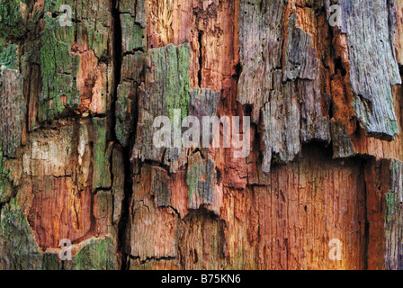 bark quercus rubor oak oaktree roble chene tree detiel close up Stock Photo