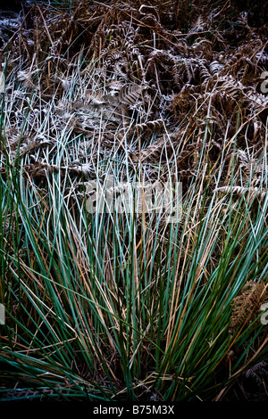 Frost Covered Grass Ferns Reeds Near Roseberry Topping North Yorkshire England Stock Photo