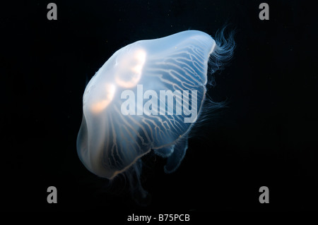 Moon jellyfish Aurelia aurita captive Stock Photo