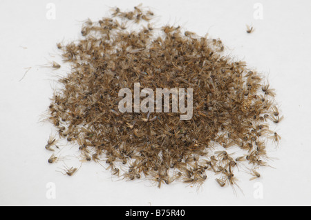 Pile of dead Aedes caspius mosquitoes Spain Stock Photo