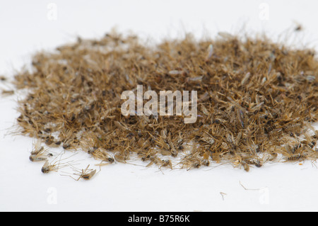 Pile of dead Aedes caspius mosquitoes Spain Stock Photo