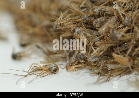 Pile of dead Aedes caspius mosquitoes Spain Stock Photo