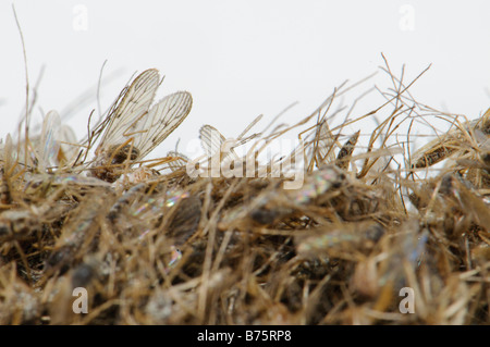 Pile of dead Aedes caspius mosquitoes Spain Stock Photo