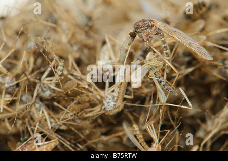 Pile of dead Aedes caspius mosquitoes Spain Stock Photo