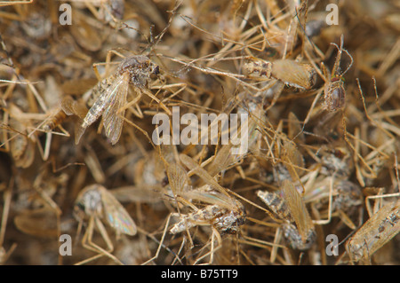 Pile of dead Aedes caspius mosquitoes Spain Stock Photo