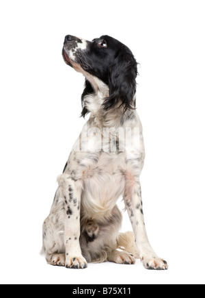 English Springer Spaniel 1 year in front of a white background Stock Photo