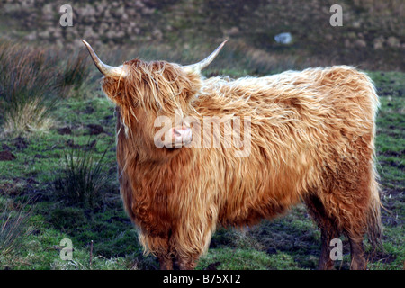 Highland cow in the Scottish Highlands Stock Photo - Alamy