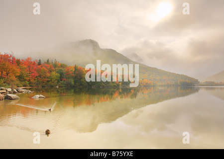 Ducks on Echo Lake, Franconia Notch, White Mountains, New Hampshire, USA Stock Photo