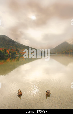 Ducks on Echo Lake, Franconia Notch, White Mountains, New Hampshire, USA Stock Photo