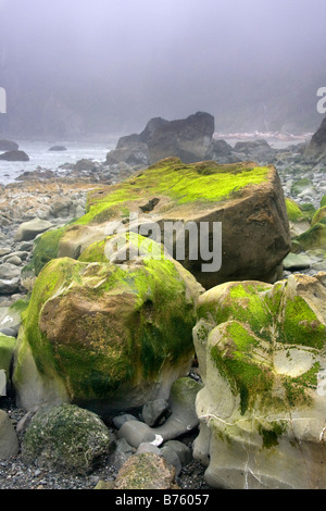 Seaweed covered rocks at Strawberry Point in Olympic National Park Washington Stock Photo