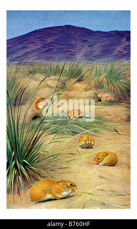 illustration of rabbit Stock Photo - Alamy