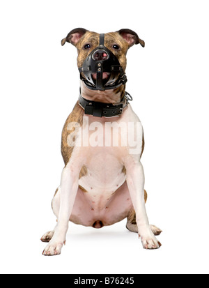 Bull Terrier 2 years in front of a white background Stock Photo