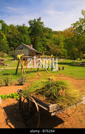 Harvested Flax and Drying Tobacco, Humpback Rocks Farmstead, Blue Ridge Parkway, Virginia, USA Stock Photo