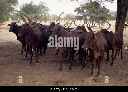 Akadaney, Niger, West Africa. Fulani Long-Horned Cattle in the Sahel, Central Niger. Stock Photo