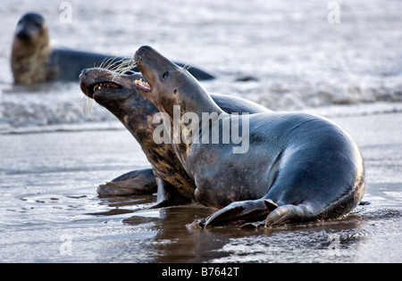 Grey Seals Halichoerus Gryphus fighting over territory Stock Photo